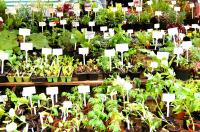 Cottage Garden